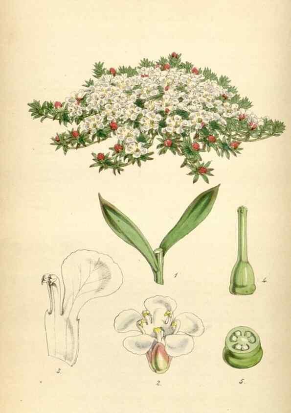 Reproducción/Reproduction 35251619225: Curtis's botanical magazine.. London ; New York [etc.] :Academic Press [etc.]
