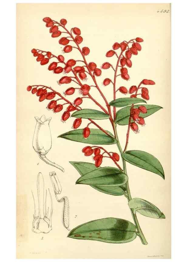 Reproducción/Reproduction 35251620935: Curtis's botanical magazine.. London ; New York [etc.] :Academic Press [etc.]