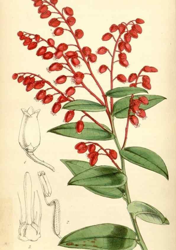 Reproducción/Reproduction 35251620935: Curtis's botanical magazine.. London ; New York [etc.] :Academic Press [etc.]