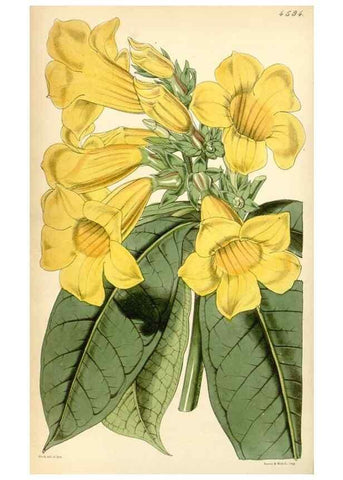 Reproducción/Reproduction 35251623265: Curtis's botanical magazine.. London ; New York [etc.] :Academic Press [etc.]