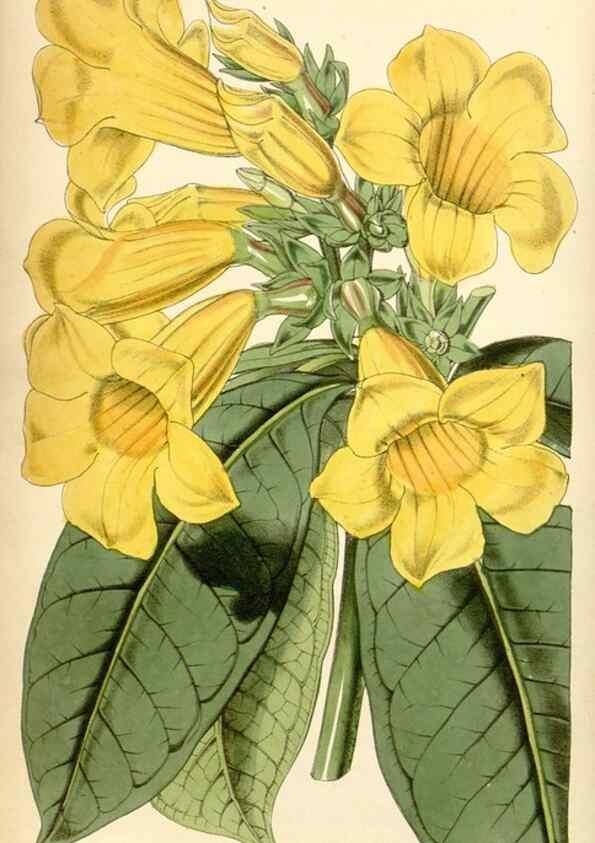Reproducción/Reproduction 35251623265: Curtis's botanical magazine.. London ; New York [etc.] :Academic Press [etc.]