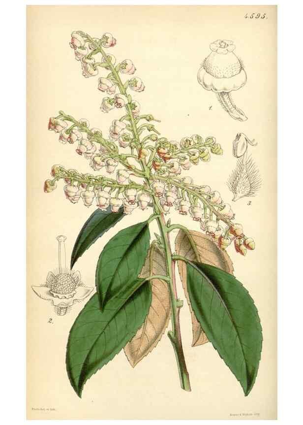 Reproducción/Reproduction 35251625275: Curtis's botanical magazine.. London ; New York [etc.] :Academic Press [etc.]