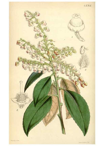 Reproducción/Reproduction 35251625275: Curtis's botanical magazine.. London ; New York [etc.] :Academic Press [etc.]