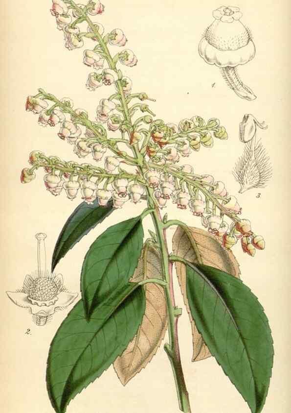 Reproducción/Reproduction 35251625275: Curtis's botanical magazine.. London ; New York [etc.] :Academic Press [etc.]