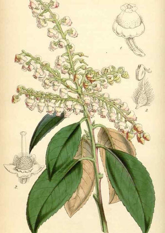 Reproducción/Reproduction 35251625275: Curtis's botanical magazine.. London ; New York [etc.] :Academic Press [etc.]