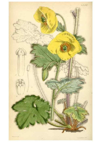 Reproducción/Reproduction 34442759863: Curtis's botanical magazine.. London ; New York [etc.] :Academic Press [etc.]