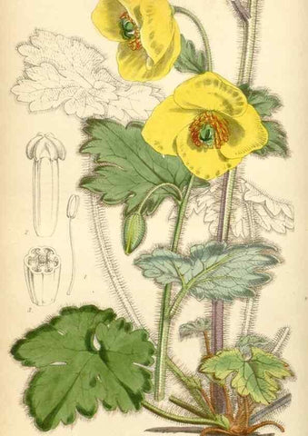 Reproducción/Reproduction 34442759863: Curtis's botanical magazine.. London ; New York [etc.] :Academic Press [etc.]