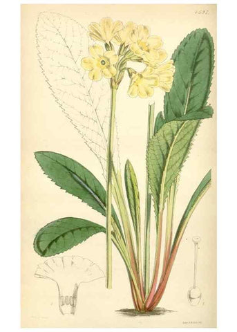 Reproducción/Reproduction 34442762783: Curtis's botanical magazine.. London ; New York [etc.] :Academic Press [etc.]