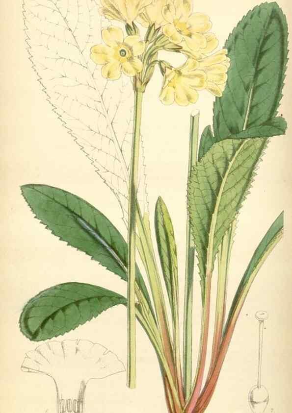 Reproducción/Reproduction 34442762783: Curtis's botanical magazine.. London ; New York [etc.] :Academic Press [etc.]