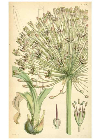 Reproducción/Reproduction 34864644090: Curtis's botanical magazine.. London ; New York [etc.] :Academic Press [etc.]