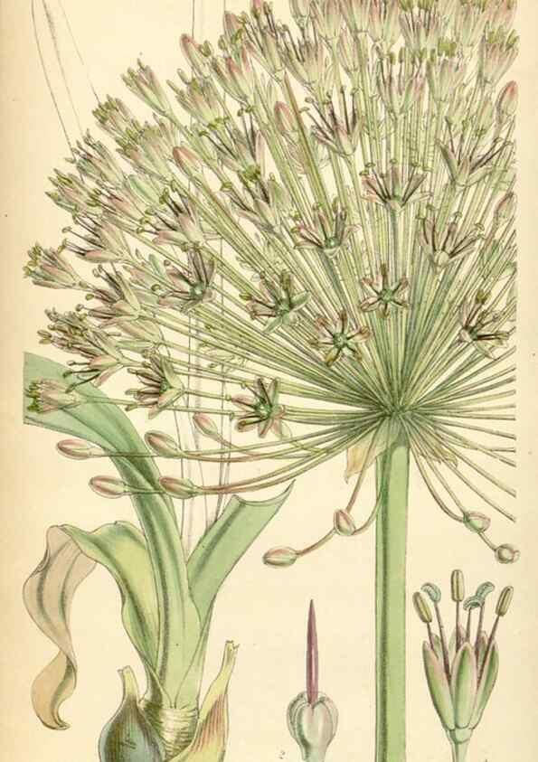 Reproducción/Reproduction 34864644090: Curtis's botanical magazine.. London ; New York [etc.] :Academic Press [etc.]