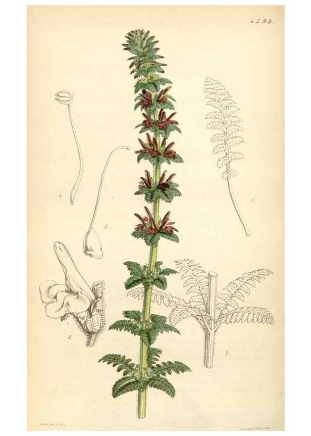 Reproducción/Reproduction 35211806816: Curtis's botanical magazine.. London ; New York [etc.] :Academic Press [etc.]
