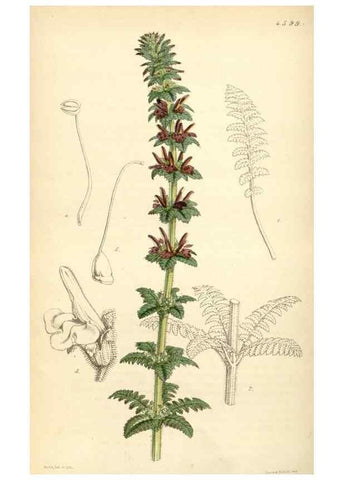 Reproducción/Reproduction 35211806816: Curtis's botanical magazine.. London ; New York [etc.] :Academic Press [etc.]