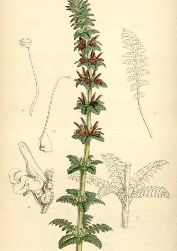 Reproducción/Reproduction 35211806816: Curtis's botanical magazine.. London ; New York [etc.] :Academic Press [etc.]