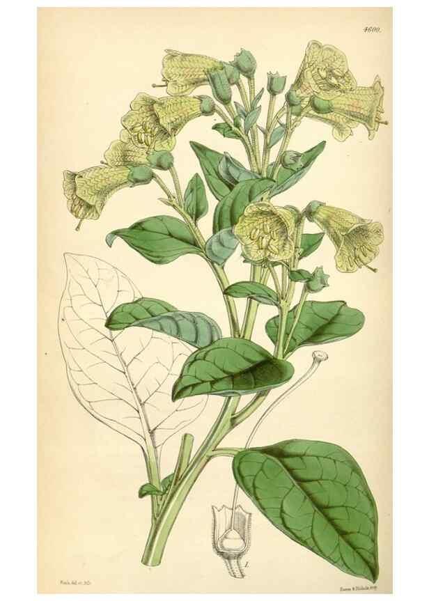 Reproducción/Reproduction 35211809196: Curtis's botanical magazine.. London ; New York [etc.] :Academic Press [etc.]