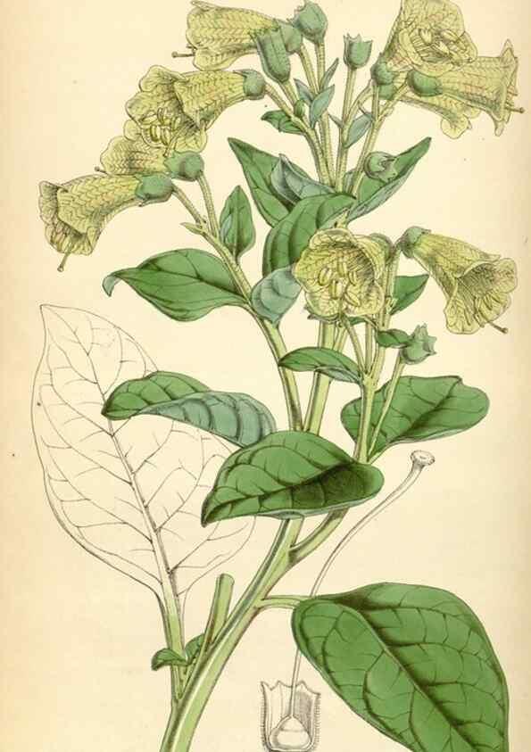Reproducción/Reproduction 35211809196: Curtis's botanical magazine.. London ; New York [etc.] :Academic Press [etc.]