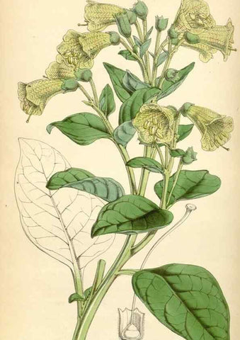 Reproducción/Reproduction 35211809196: Curtis's botanical magazine.. London ; New York [etc.] :Academic Press [etc.]