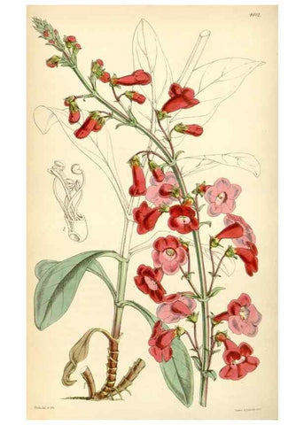 Reproducción/Reproduction 35211811646: Curtis's botanical magazine.. London ; New York [etc.] :Academic Press [etc.]