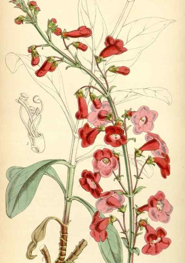 Reproducción/Reproduction 35211811646: Curtis's botanical magazine.. London ; New York [etc.] :Academic Press [etc.]