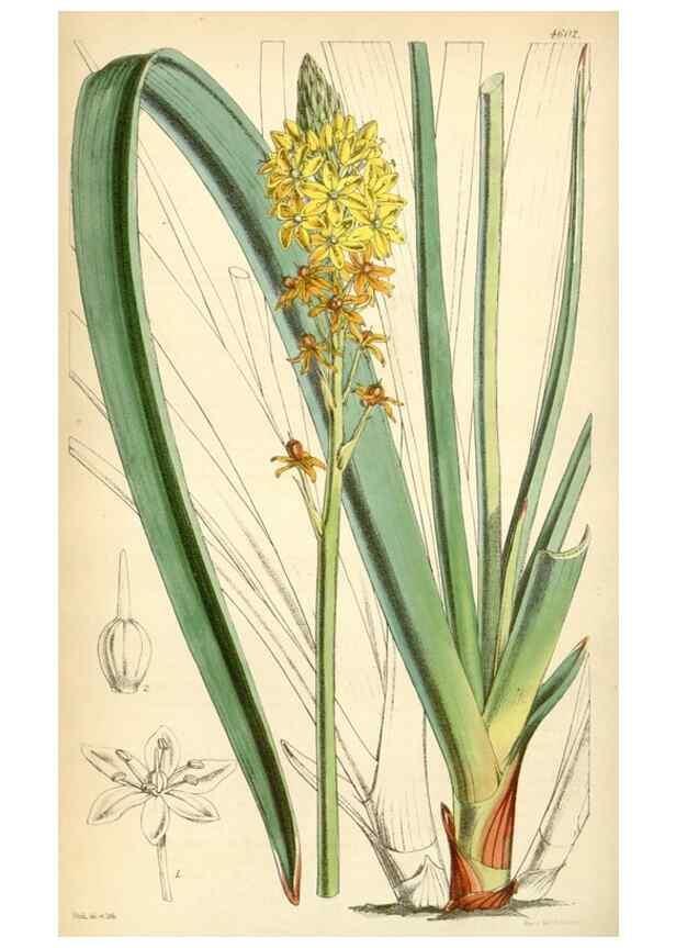 Reproducción/Reproduction 35211813886: Curtis's botanical magazine.. London ; New York [etc.] :Academic Press [etc.]