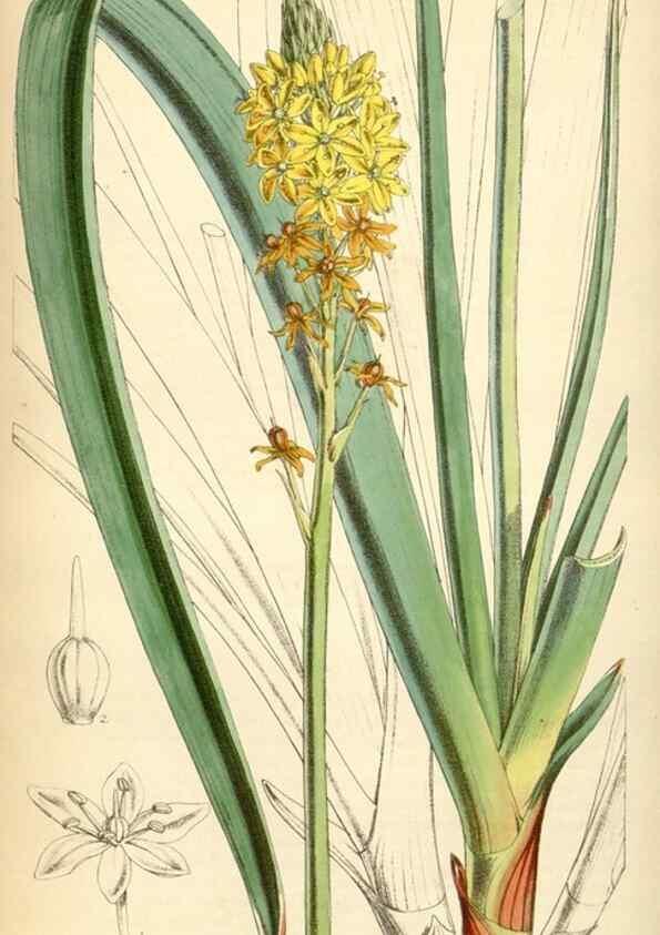 Reproducción/Reproduction 35211813886: Curtis's botanical magazine.. London ; New York [etc.] :Academic Press [etc.]