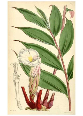 Reproducción/Reproduction 35211815796: Curtis's botanical magazine.. London ; New York [etc.] :Academic Press [etc.]