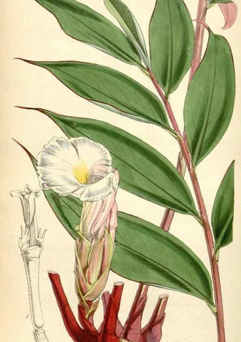 Reproducción/Reproduction 35211815796: Curtis's botanical magazine.. London ; New York [etc.] :Academic Press [etc.]