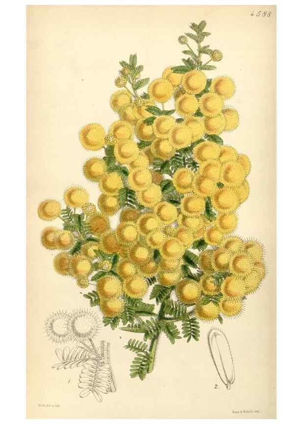 Reproducción/Reproduction 34407837414: Curtis's botanical magazine.. London ; New York [etc.] :Academic Press [etc.]