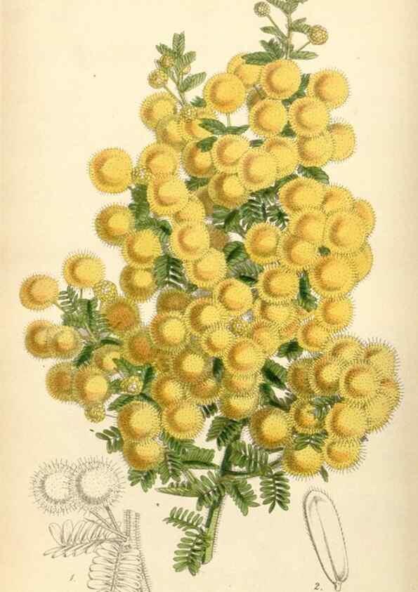 Reproducción/Reproduction 34407837414: Curtis's botanical magazine.. London ; New York [etc.] :Academic Press [etc.]