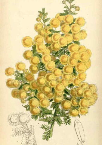 Reproducción/Reproduction 34407837414: Curtis's botanical magazine.. London ; New York [etc.] :Academic Press [etc.]