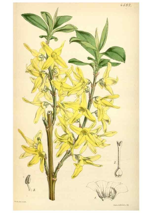 Reproducción/Reproduction 34407836074: Curtis's botanical magazine.. London ; New York [etc.] :Academic Press [etc.]