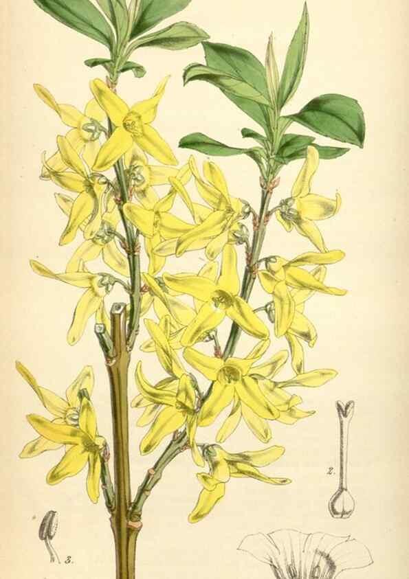 Reproducción/Reproduction 34407836074: Curtis's botanical magazine.. London ; New York [etc.] :Academic Press [etc.]