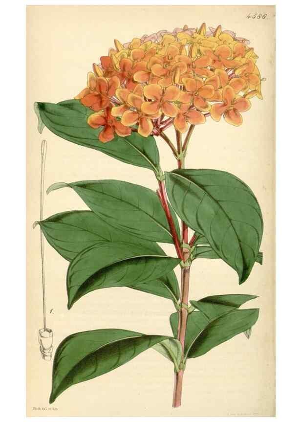 Reproducción/Reproduction 35086171742: Curtis's botanical magazine.. London ; New York [etc.] :Academic Press [etc.]