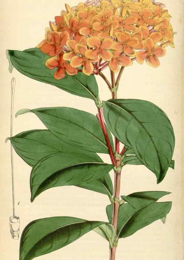 Reproducción/Reproduction 35086171742: Curtis's botanical magazine.. London ; New York [etc.] :Academic Press [etc.]