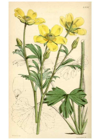 Reproducción/Reproduction 35086170432: Curtis's botanical magazine.. London ; New York [etc.] :Academic Press [etc.]