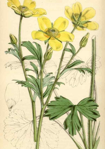 Reproducción/Reproduction 35086170432: Curtis's botanical magazine.. London ; New York [etc.] :Academic Press [etc.]