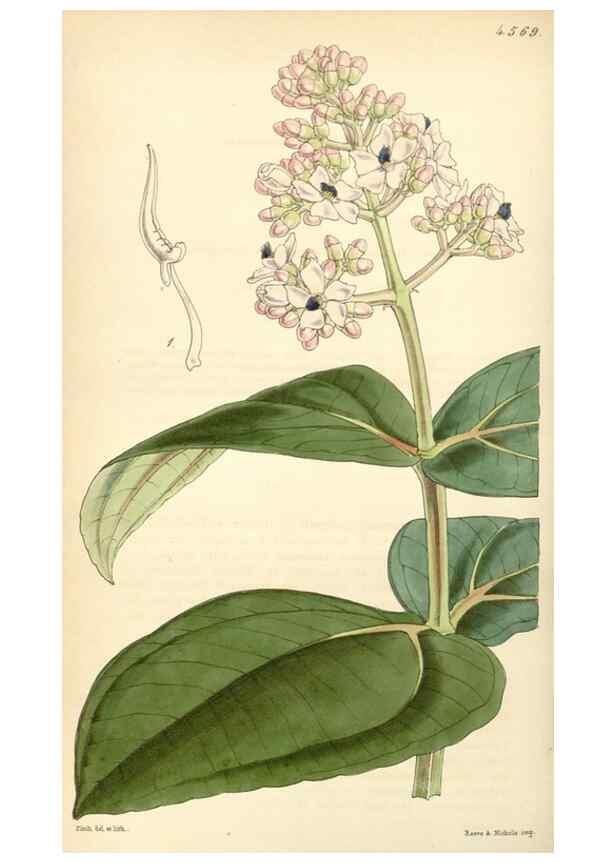 Reproducción/Reproduction 35121872261: Curtis's botanical magazine.. London ; New York [etc.] :Academic Press [etc.]