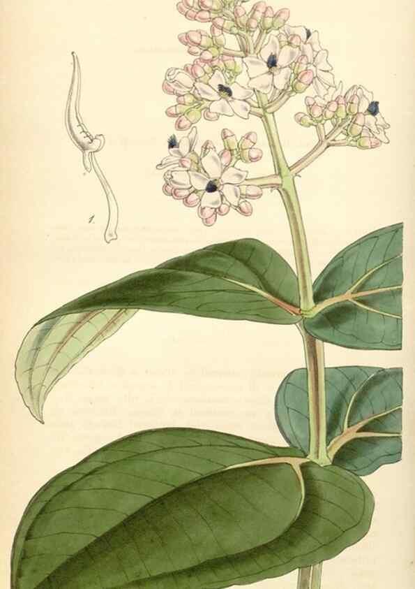 Reproducción/Reproduction 35121872261: Curtis's botanical magazine.. London ; New York [etc.] :Academic Press [etc.]