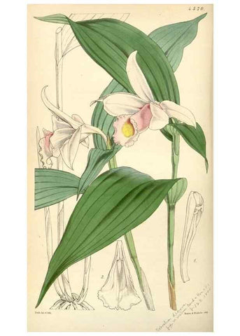 Reproducción/Reproduction 35121874411: Curtis's botanical magazine.. London ; New York [etc.] :Academic Press [etc.]