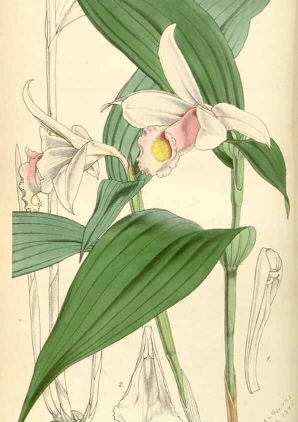 Reproducción/Reproduction 35121874411: Curtis's botanical magazine.. London ; New York [etc.] :Academic Press [etc.]