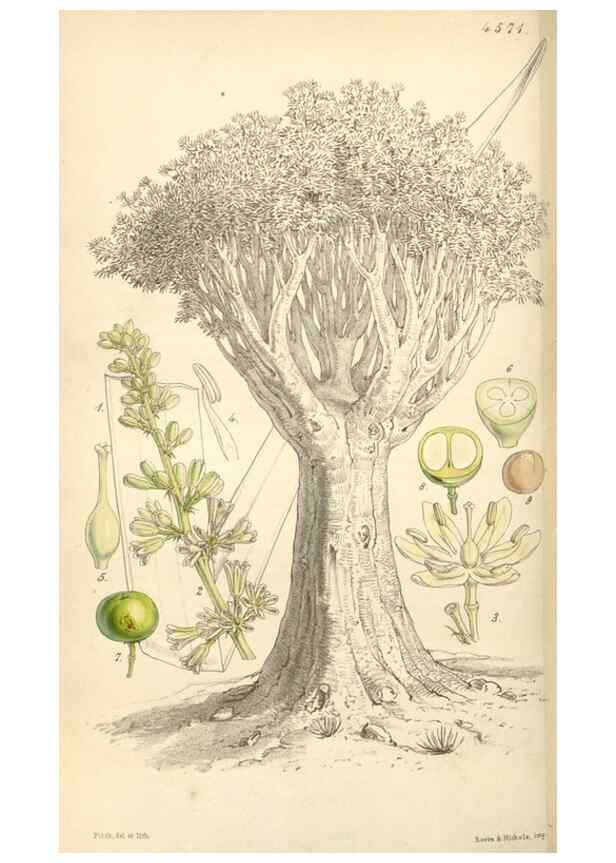 Reproducción/Reproduction 35121876661: Curtis's botanical magazine.. London ; New York [etc.] :Academic Press [etc.]