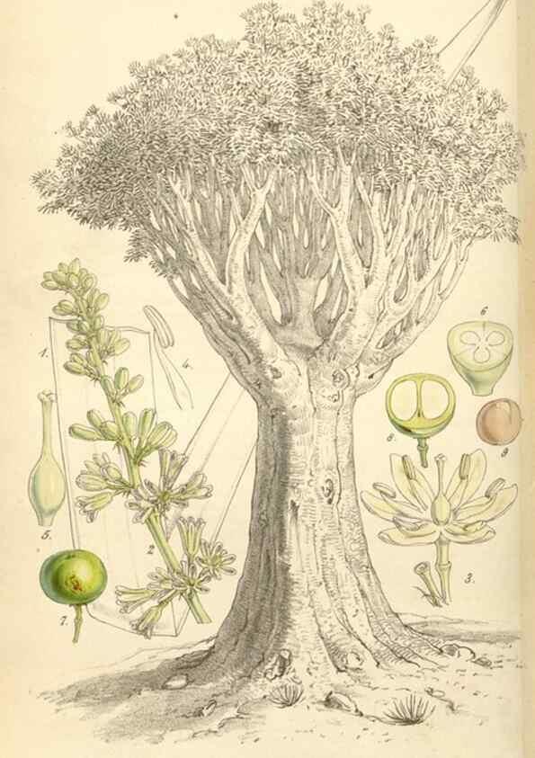 Reproducción/Reproduction 35121876661: Curtis's botanical magazine.. London ; New York [etc.] :Academic Press [etc.]