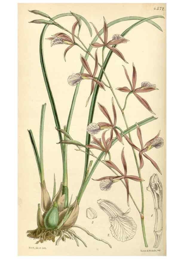 Reproducción/Reproduction 34407809534: Curtis's botanical magazine.. London ; New York [etc.] :Academic Press [etc.]