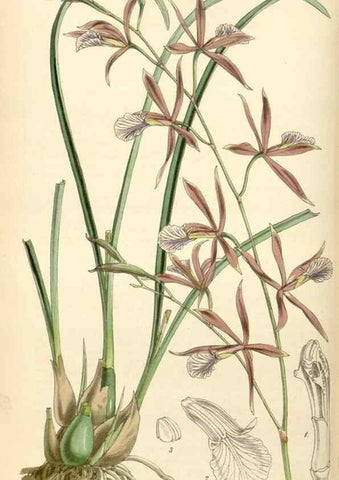 Reproducción/Reproduction 34407809534: Curtis's botanical magazine.. London ; New York [etc.] :Academic Press [etc.]