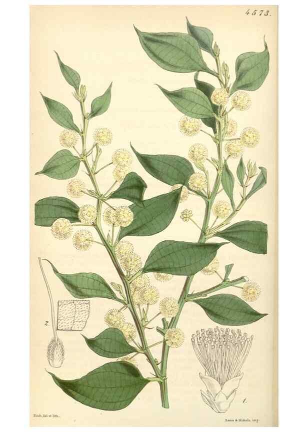 Reproducción/Reproduction 34407812554: Curtis's botanical magazine.. London ; New York [etc.] :Academic Press [etc.]