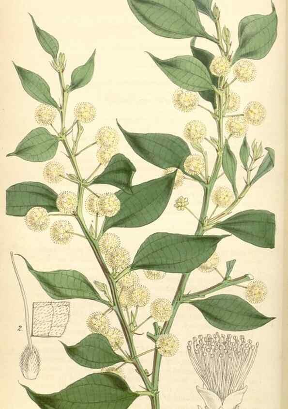 Reproducción/Reproduction 34407812554: Curtis's botanical magazine.. London ; New York [etc.] :Academic Press [etc.]