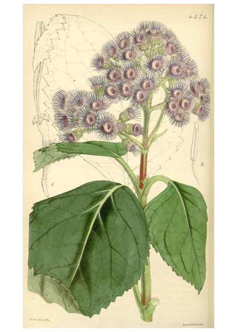 Reproducción/Reproduction 34407816794: Curtis's botanical magazine.. London ; New York [etc.] :Academic Press [etc.]