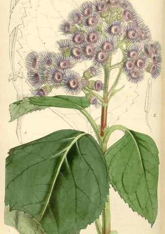 Reproducción/Reproduction 34407816794: Curtis's botanical magazine.. London ; New York [etc.] :Academic Press [etc.]