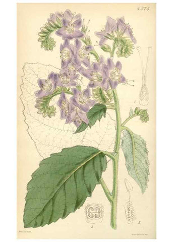 Reproducción/Reproduction 34407819704: Curtis's botanical magazine.. London ; New York [etc.] :Academic Press [etc.]