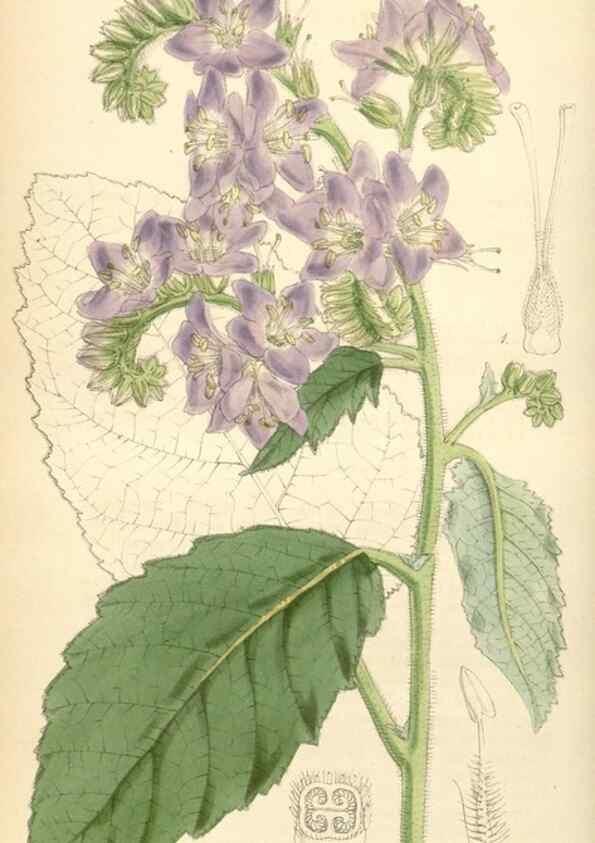 Reproducción/Reproduction 34407819704: Curtis's botanical magazine.. London ; New York [etc.] :Academic Press [etc.]